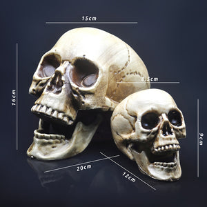 Skull Decor Prop Skeleton Head Plastic  Model Halloween